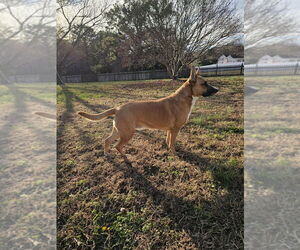 Iris - Female Boxer-German Shepherd Dog Mix Dog for Adoption - Photo #7