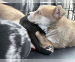 Small #4 Siberian Husky Mix