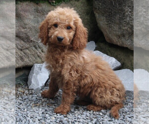 Medium Photo #1 Goldendoodle Puppy For Sale in FREDERICKSBURG, OH, USA