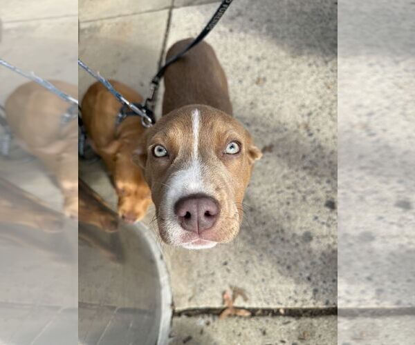 Medium Photo #4 Labrador Retriever-Unknown Mix Puppy For Sale in Rockville, MD, USA