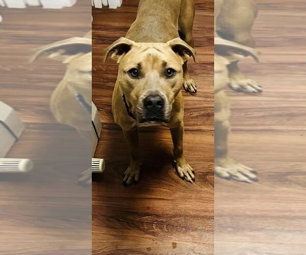 Medium Photo #3 American Bulldog-Unknown Mix Puppy For Sale in Princeton, MN, USA