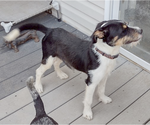 Small Mutt