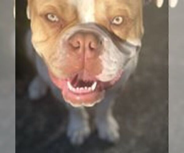 Medium Photo #1 American Bulldog Puppy For Sale in AUBURN, WA, USA