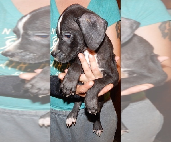 Medium Photo #8 Great Dane Puppy For Sale in SPRAGGS, PA, USA