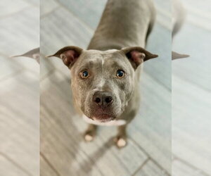 Rockwell & Sterling - Male Mutt Dog for Adoption - Photo #3