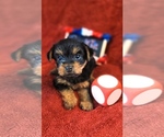 Puppy 3 Yorkshire Terrier