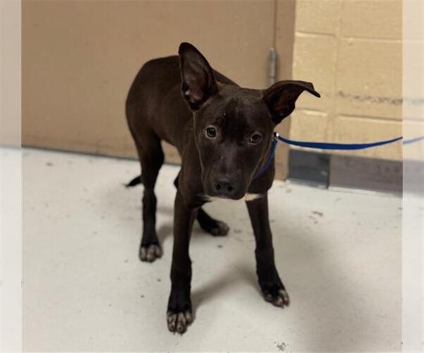 Medium Photo #2 Labrador Retriever-Unknown Mix Puppy For Sale in Conroe, TX, USA