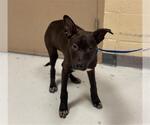 Small #1 Labrador Retriever Mix