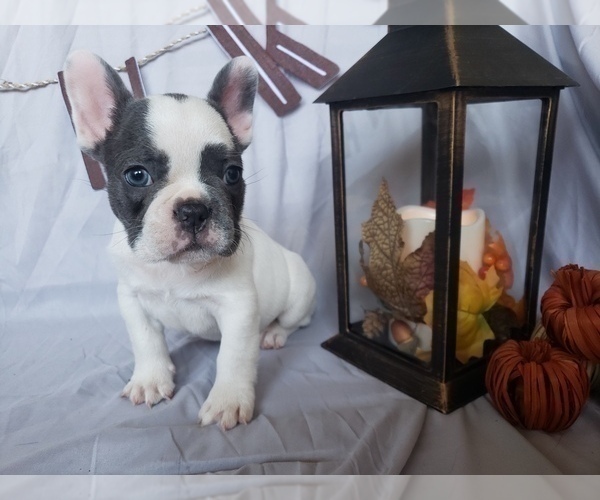 Medium Photo #2 French Bulldog Puppy For Sale in LITTLE ELM, TX, USA