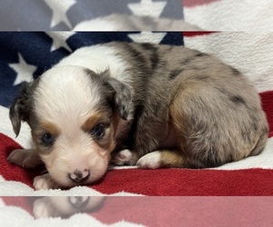 Miniature Australian Shepherd Puppy for sale in GETTYSBURG, PA, USA