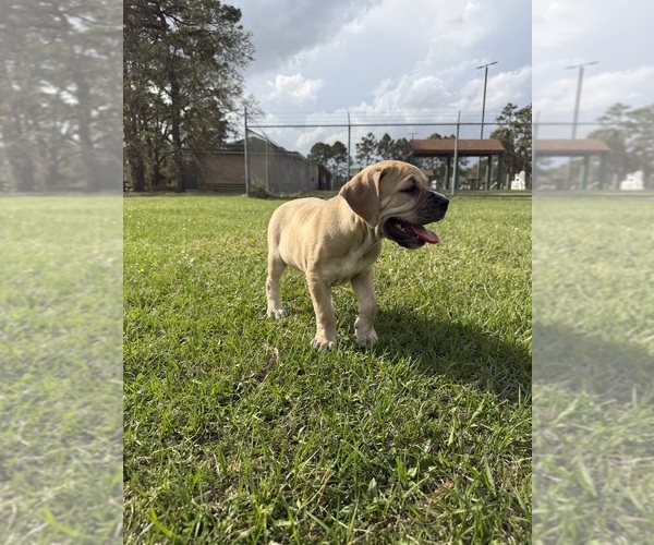 Medium Photo #4 Cane Corso-Mastiff Mix Puppy For Sale in NEW CANEY, TX, USA