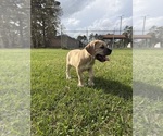 Small #3 Cane Corso-Mastiff Mix