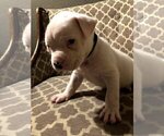 Small Photo #5 American Bulldog Puppy For Sale in HOUSTON, TX, USA