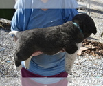 Small Photo #5 Akita Puppy For Sale in LICKING, MO, USA