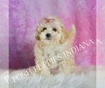 Small #3 Maltipoo (Toy)