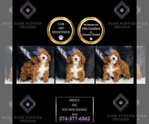 Poodle (Miniature) Puppy for sale in WARSAW, IN, USA