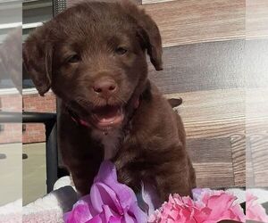 Labradoodle-Poodle (Miniature) Mix Puppy for sale in GRABILL, IN, USA