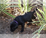 Small Photo #4 Labrador Retriever Puppy For Sale in RICHMOND HILL, GA, USA