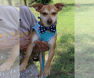 Chiweenie Dogs for adoption in Bandera, TX, USA