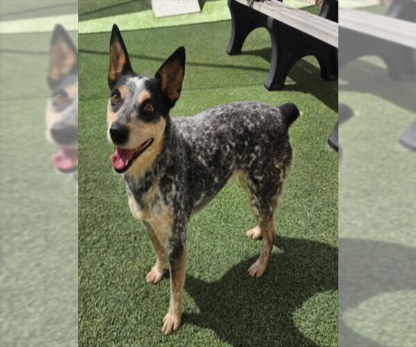 Medium Photo #2 Mutt Puppy For Sale in Norco, CA, USA