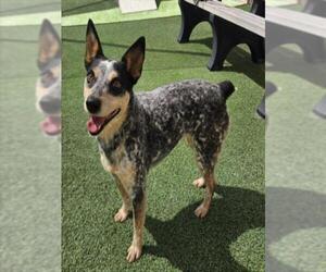 TESLA - Female Mutt Dog for Adoption - Photo #2