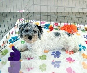 Havapoo Puppy for Sale in ORO VALLEY, Arizona USA
