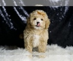 Small #2 Maltipoo
