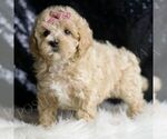 Small #3 Maltipoo