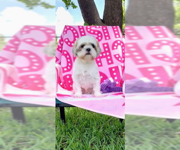 Medium Photo #14 Shih Tzu Puppy For Sale in Weston, FL, USA