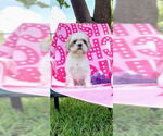 Small #13 Shih Tzu