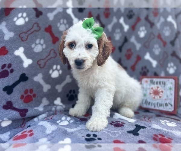 Medium Photo #8 Cock-A-Poo Puppy For Sale in LAKELAND, FL, USA