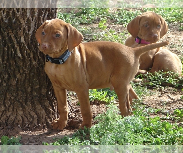 Medium Photo #1 Vizsla Puppy For Sale in AMORITA, OK, USA