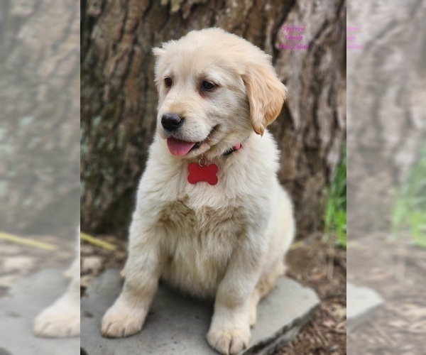 Medium Photo #3 Golden Labrador Puppy For Sale in SAYRE, PA, USA