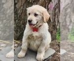 Small Photo #3 Golden Labrador Puppy For Sale in SAYRE, PA, USA
