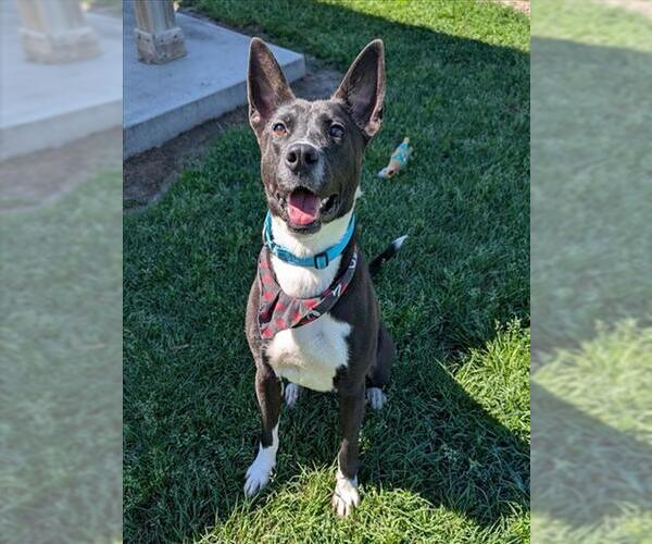 Medium Photo #2 Border Collie-Unknown Mix Puppy For Sale in Conroe, TX, USA