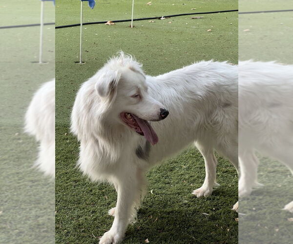 Medium Photo #2 Australian Shepherd Puppy For Sale in Dana Point, CA, USA