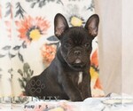 Small #2 French Bulldog