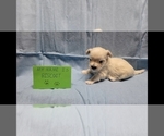Small Photo #7 Maltipoo Puppy For Sale in BROOKFIELD, MO, USA