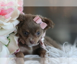 Small #17 Chihuahua