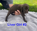 Puppy Liver Girl 2 German Shorthaired Pointer