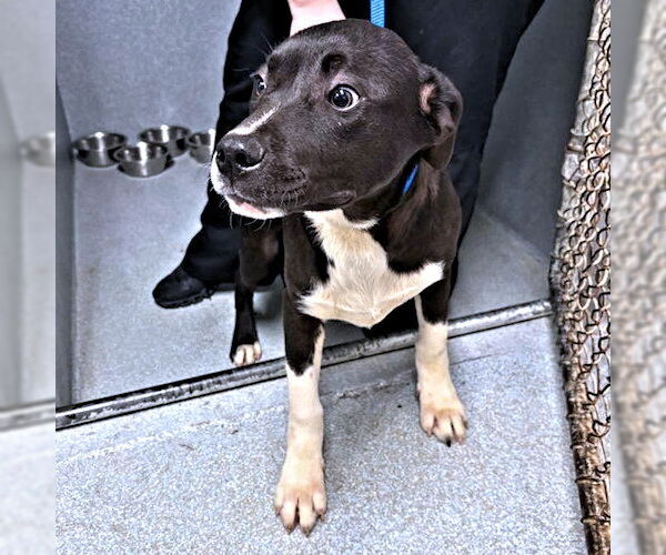 Medium Photo #3 Labrador Retriever-Unknown Mix Puppy For Sale in Rutherfordton, NC, USA