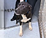 Small #2 Labrador Retriever Mix