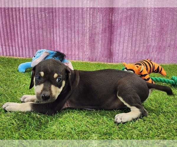 Medium Photo #7 Catahoula Leopard Dog Puppy For Sale in CUMBY, TX, USA