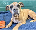 Small #1 Boxer Mix