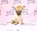 Small Photo #21 Chihuahua Puppy For Sale in LAS VEGAS, NV, USA