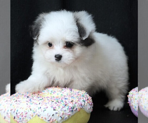 Medium Photo #3 Maltipom Puppy For Sale in ROCK VALLEY, IA, USA