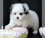 Small #2 Maltipom