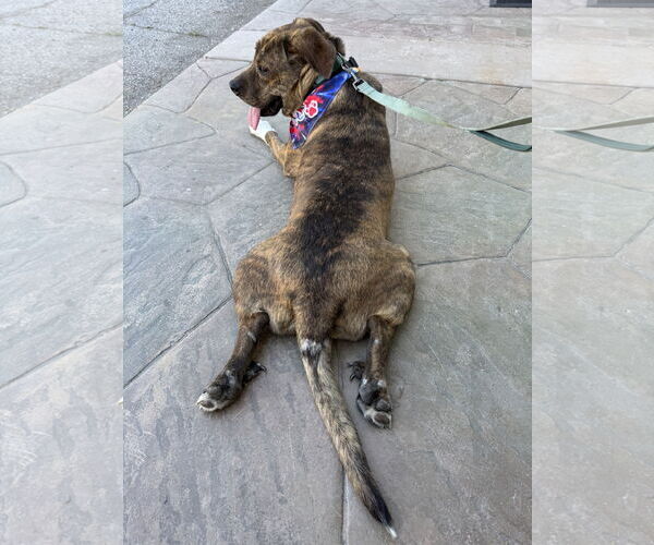 Medium Photo #4 Mutt Puppy For Sale in Woodland Hills, CA, USA