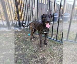 Labrador Retriever-Unknown Mix Dogs for adoption in Riverside, CA, USA