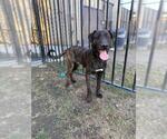 RAMON - Male Labrador Retriever-Unknown Mix Dog for Adoption - Small photo